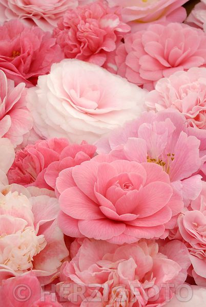 Camellia & Pink Lotus - Room Spray