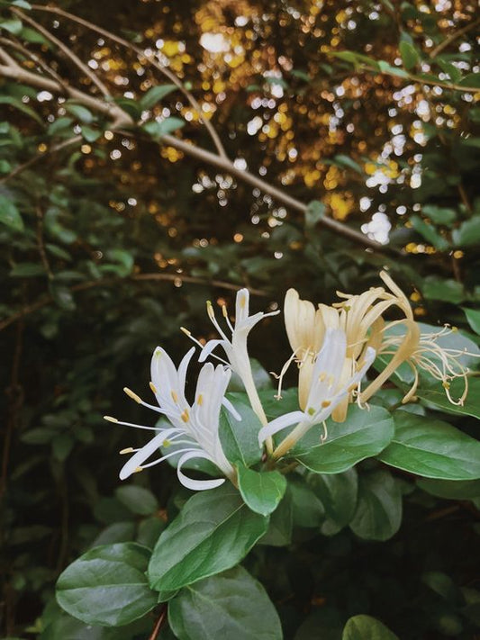 Japanese Honeysuckle - Car Diffuser REFILL