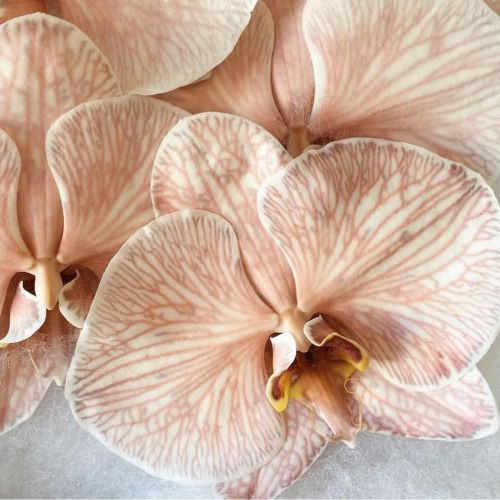 Stella - Coco Mademoiselle Inspired - Candle